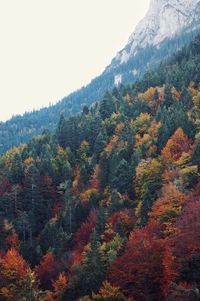 Scenic view of forest against sky during autumn
