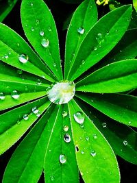 Close-up of raindrops on leaves