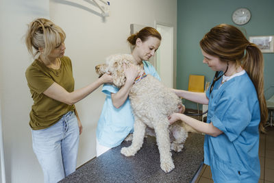 Female vet examining labradoodle dog on examination table while nurse assisting by owner in clinic