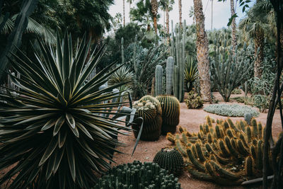 Cactuses trees growing outdoors in yves saint laurent museum in marakesh, morocco