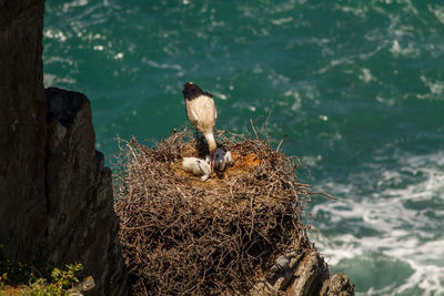 View of birds in nest on rock by sea