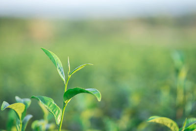 Close-up of plant growing on field