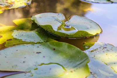 Close-up of lotus water lily in lake