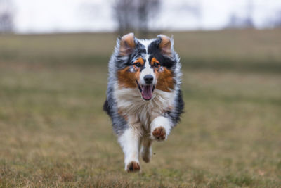 Dog running on field