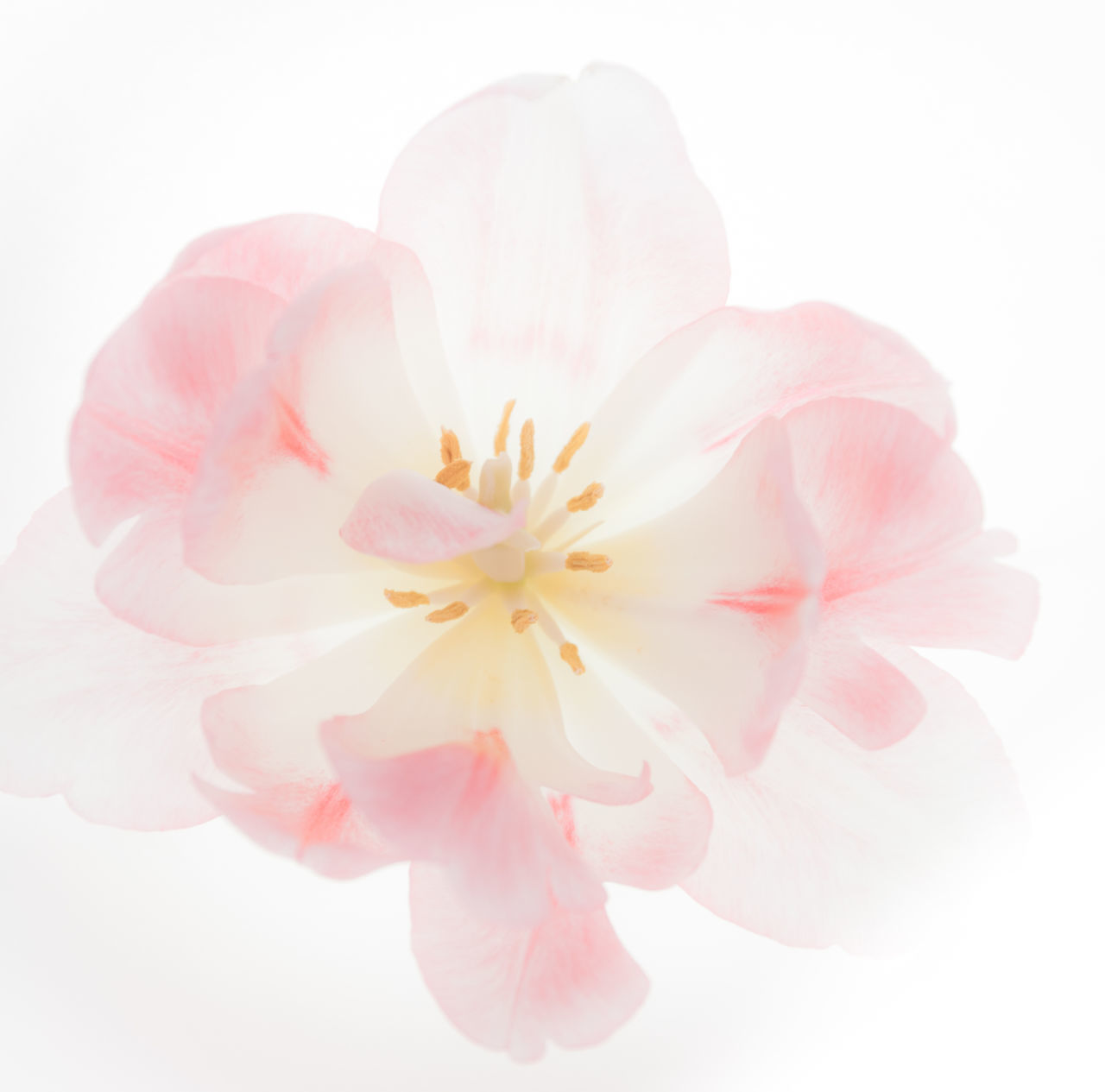 CLOSE-UP OF PINK FLOWER