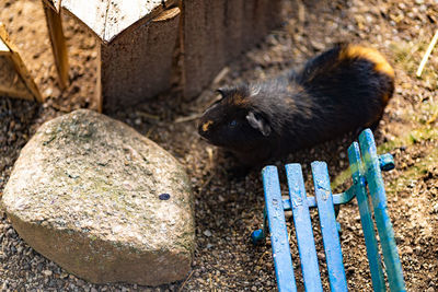 High angle view of guinea pig 