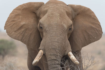 Close-up of elephant