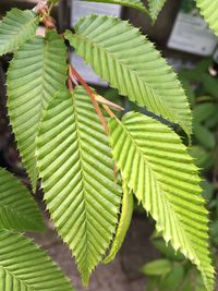 Close-up of leaves