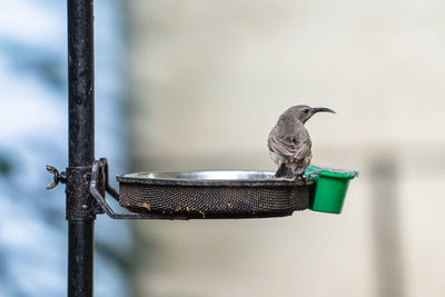 Close-up of bird perching on metal