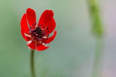 Close-up of red flower