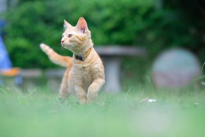 Cat sitting in a field