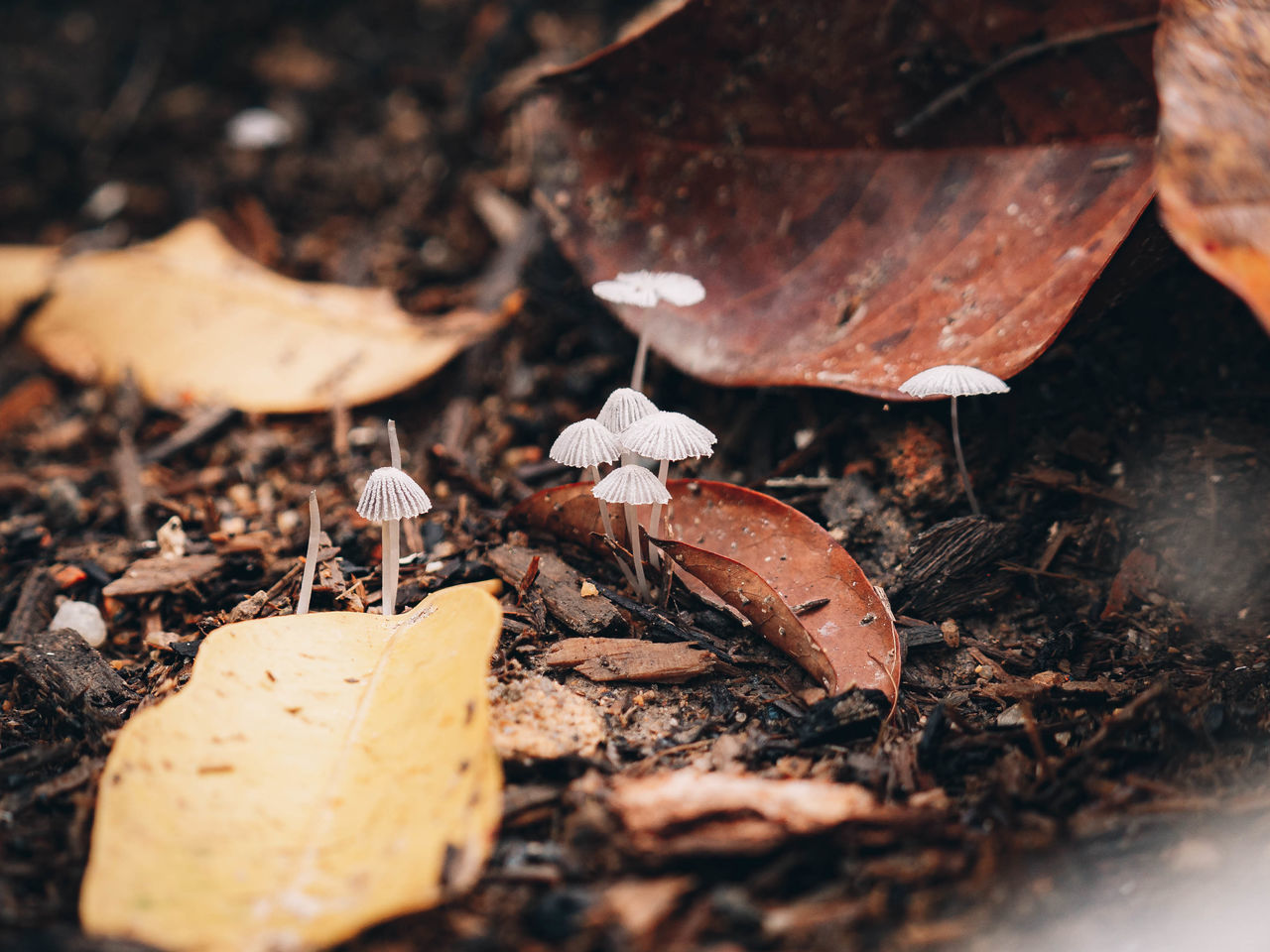 HIGH ANGLE VIEW OF DRY LEAVES ON FIELD