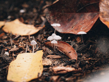 High angle view of dried leaves on field