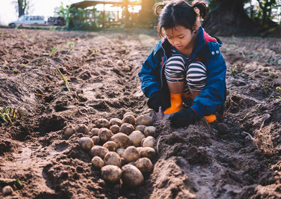 Girl harvesting organic potatoes at farm