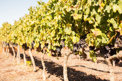 Close-up of grapes in vineyard