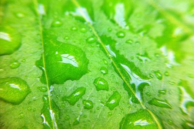 Close-up of raindrops on leaves