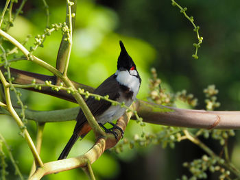 Close-up of bird perching on tree