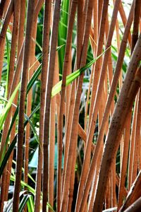 Full frame shot of bamboo plants