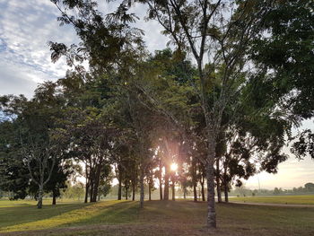 Trees on landscape against sky