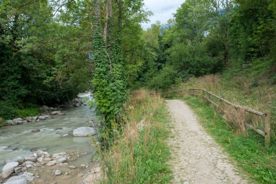 Dirt road amidst trees in forest