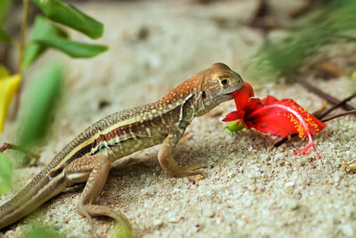 Close-up of lizard on rock