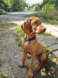 Dog looking away while sitting outdoors