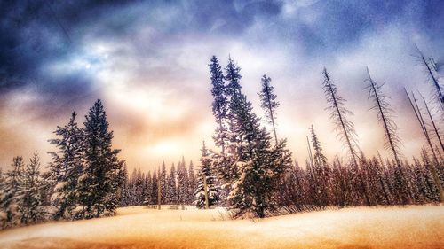 Pine trees on snowy field against sky