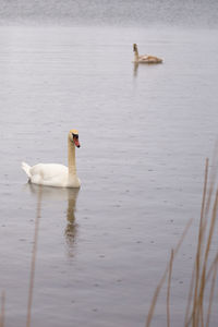 View of swan swimming in lake