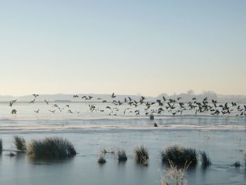 Birds in lake against clear sky