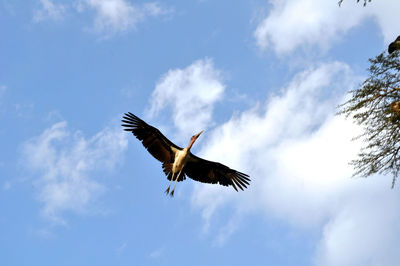 Low angle view of marabou stork flying against cloudy sky