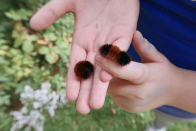 Close-up of hands holding plant