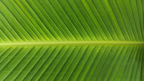 Full frame shot of palm leaf