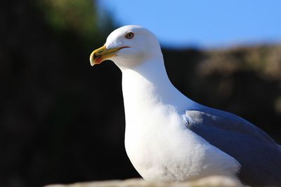 Close-up of seagull