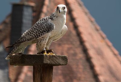 Close-up of owl perching on wooden post