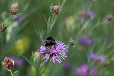 Close-up of bee pollinating on purple flower