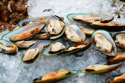 Close-up of fish in container