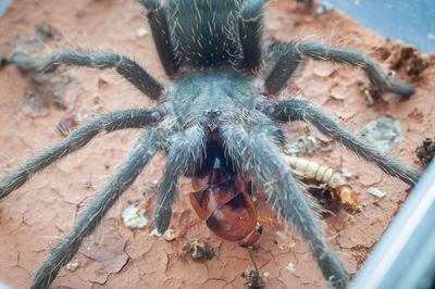 tarantula