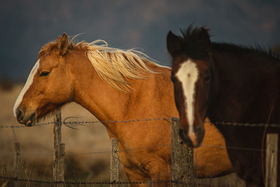 Horse in ranch