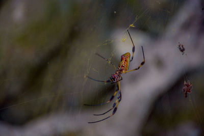 Close-up of spider on web