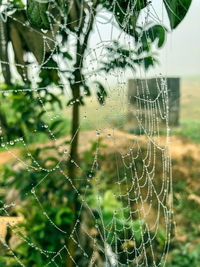 spider web