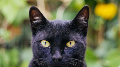 Close-up portrait of black cat