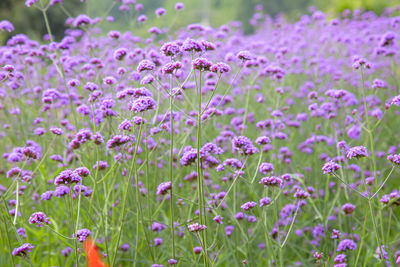 Close-up of purple flowering plants on field