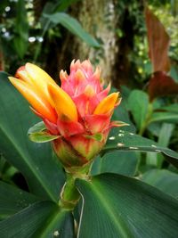 Close-up of flower blooming outdoors