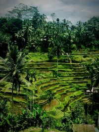 Scenic view of agricultural field