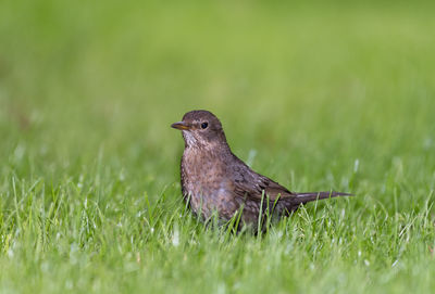 Close-up of a bird on grass