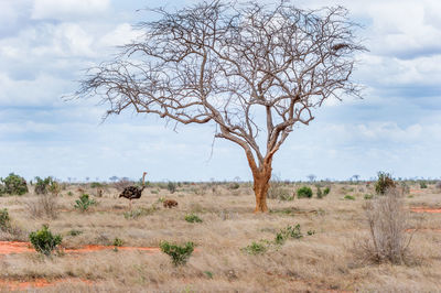 Scenic view of field against cloudy sky