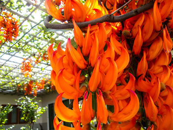 Close-up of orange flowers blooming outdoors