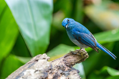 Close-up of parrot perching on wood