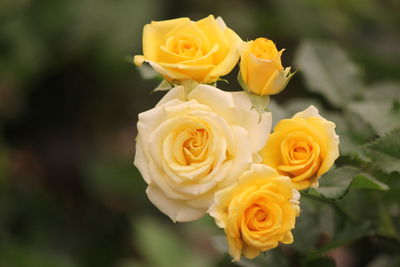 Close-up of rose bouquet