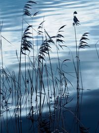 View of a bird in a lake